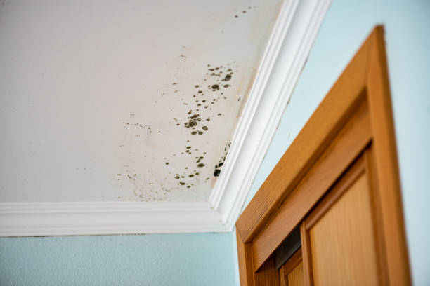 Best Industrial Mold Remediation in Schriever, LA