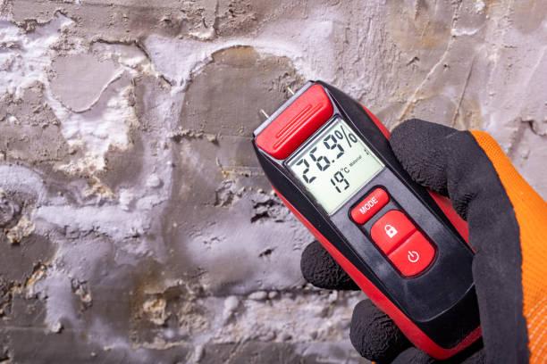 Best Emergency Mold Remediation in Schriever, LA
