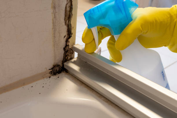 Best Preventive Mold Services in Schriever, LA