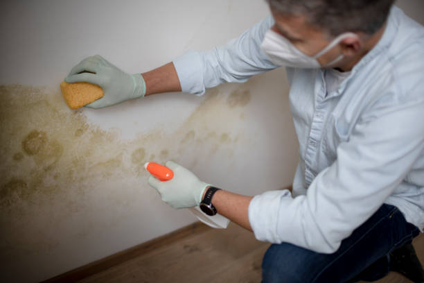 Best HVAC Mold Remediation in Schriever, LA